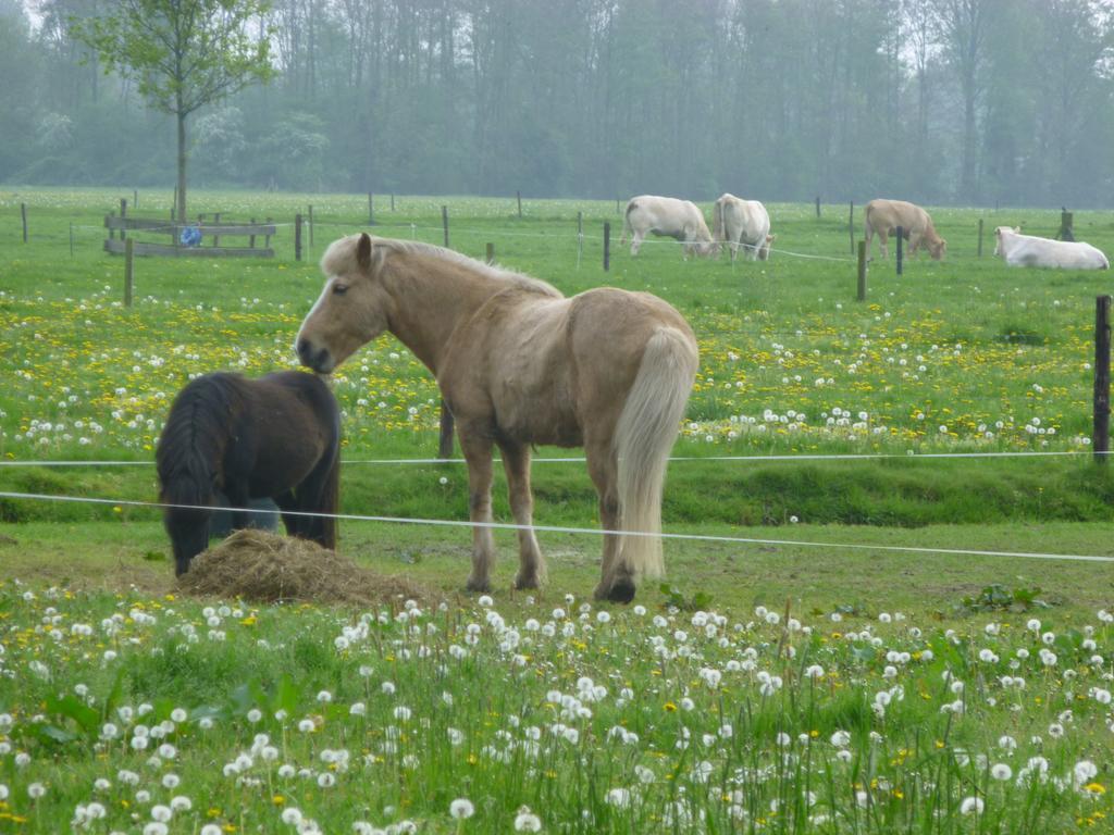 Bed and Breakfast De Langenlee Zwolle  Zewnętrze zdjęcie